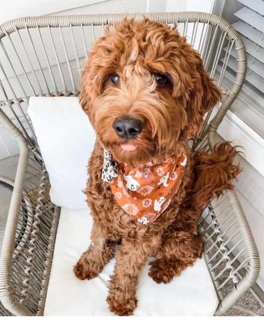 Happy Ghosts Dog Bandannas
